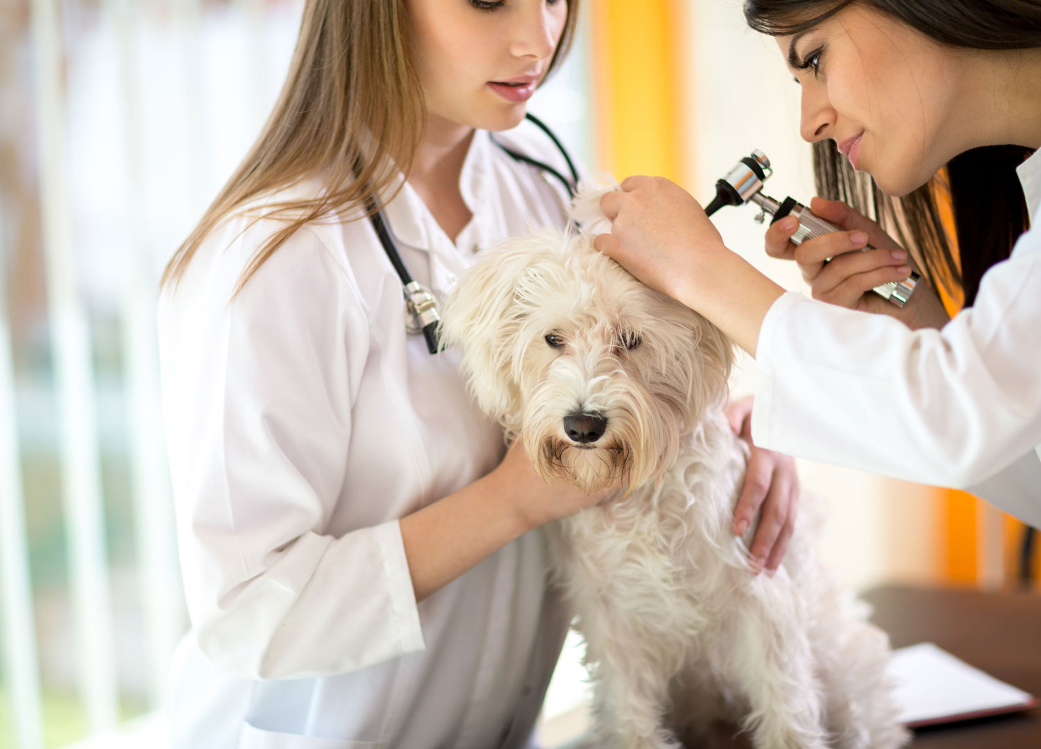 Pets and Pet Care